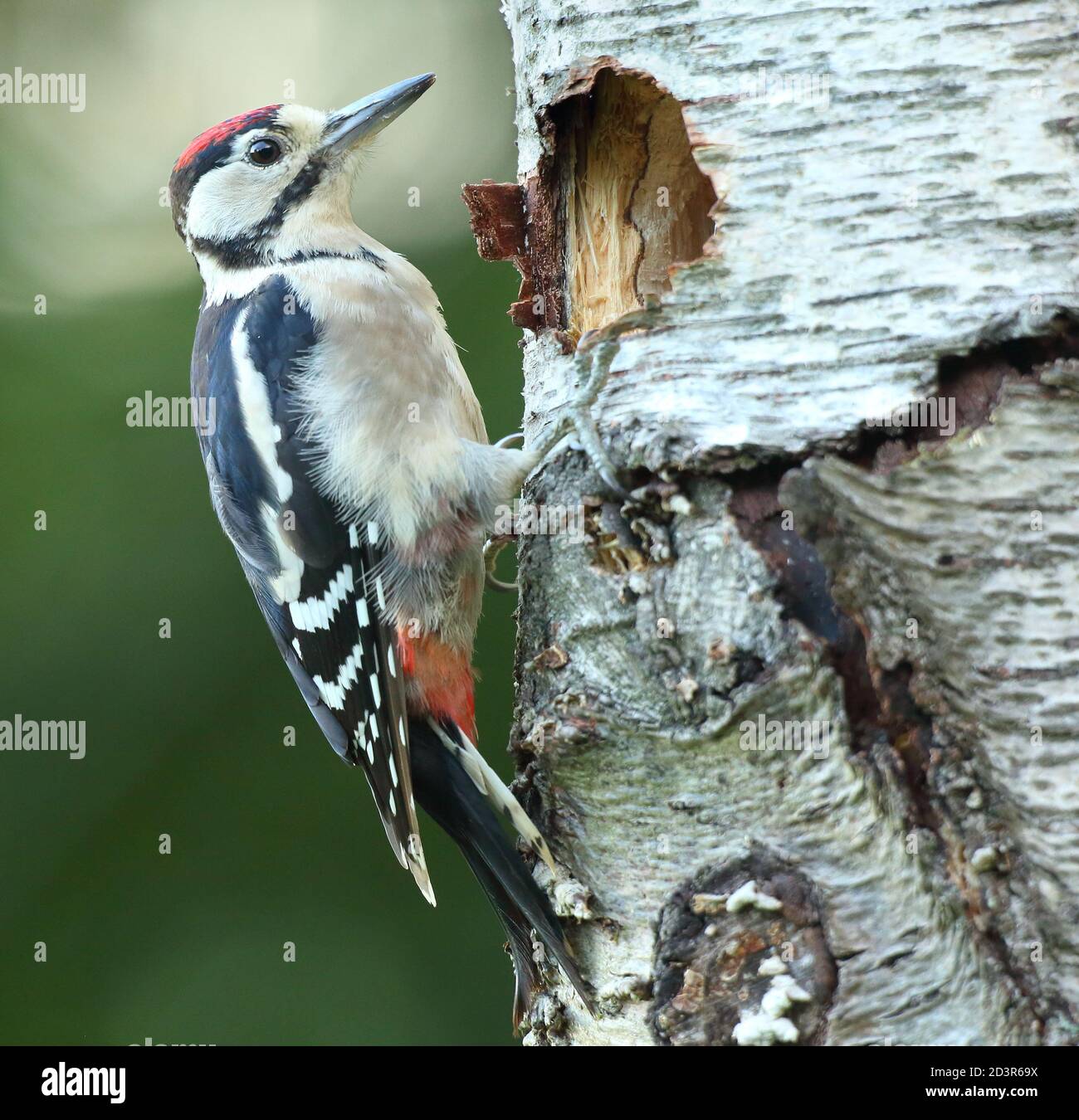 Petit pic tacheté juvénile ( Dendrocopos Major ) par trou de nid en été, pris au pays de Galles 2020. Banque D'Images