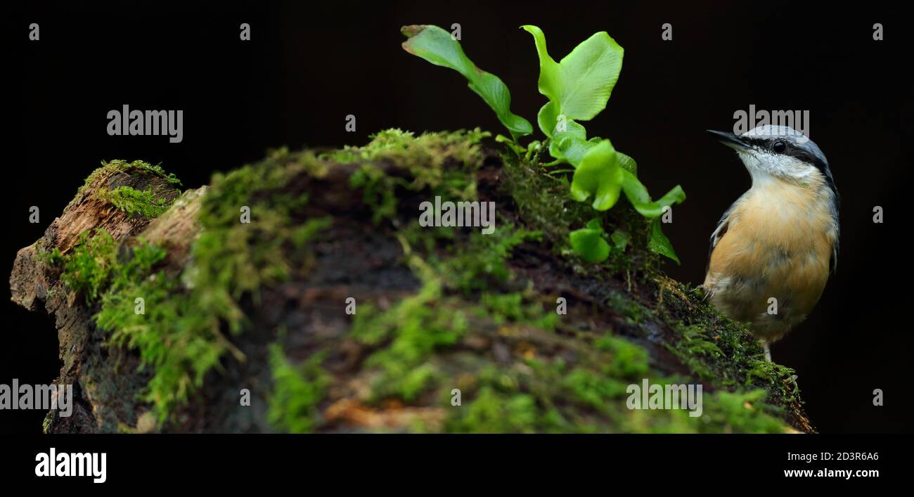 Portrait d'un Nuthatch eurasien ( Sitta Europaea ) à la recherche de noix dans les bois gallois. Prise près de Llanidloes, pays de Galles, en août 2020. Banque D'Images