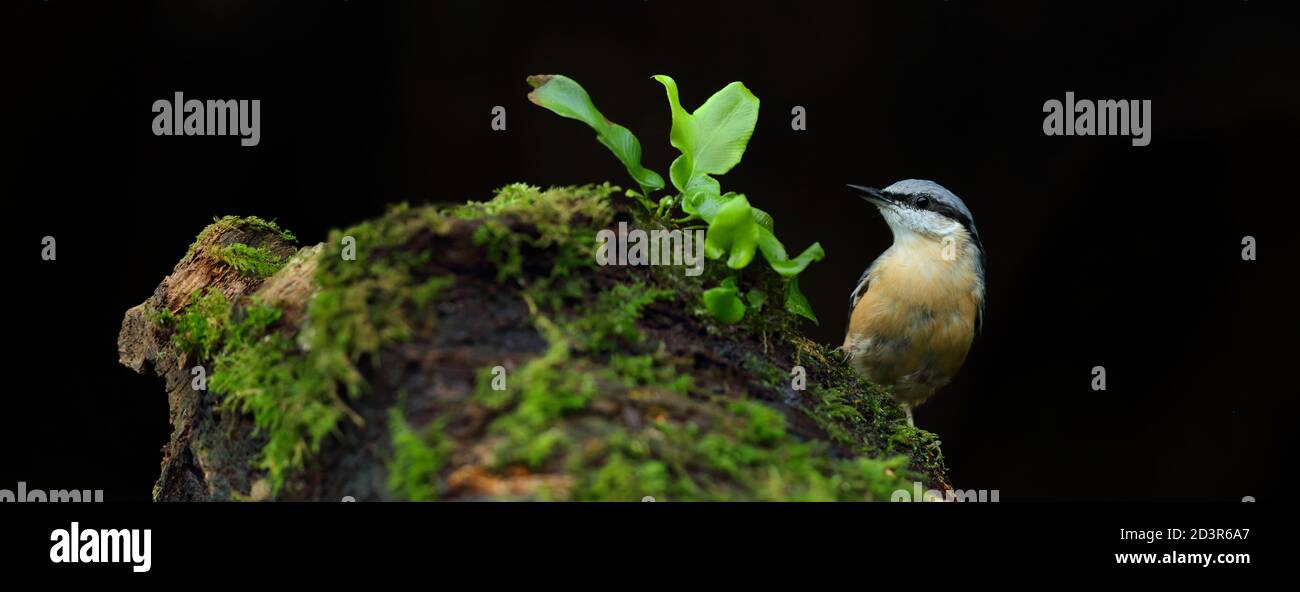 Portrait d'un Nuthatch eurasien ( Sitta Europaea ) à la recherche de noix dans les bois gallois. Prise près de Llanidloes, pays de Galles, en août 2020. Banque D'Images