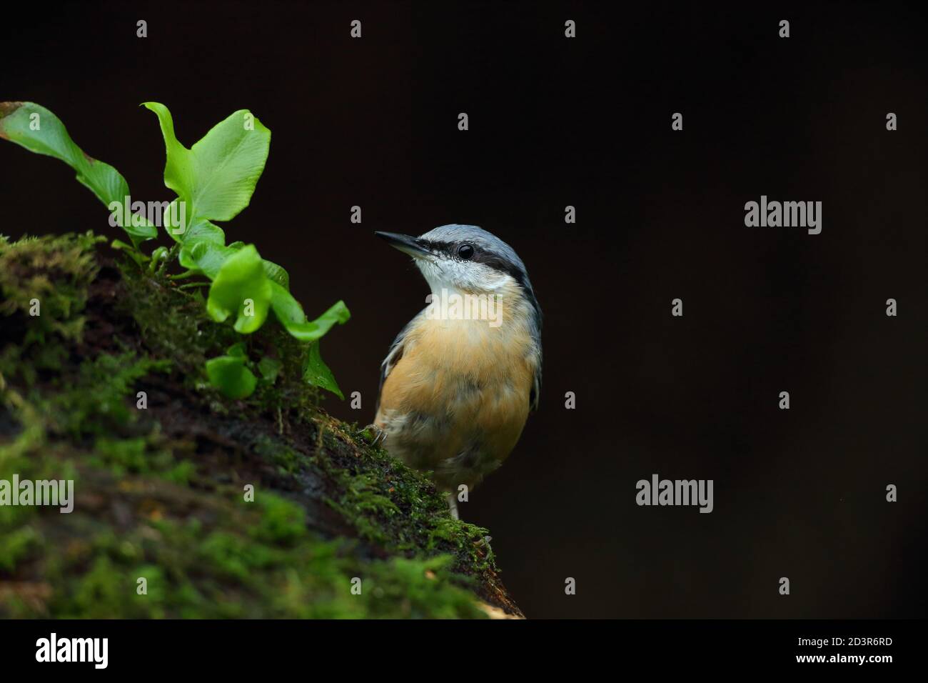 Portrait d'un Nuthatch eurasien ( Sitta Europaea ) à la recherche de noix dans les bois gallois. Prise près de Llanidloes, pays de Galles, en août 2020. Banque D'Images