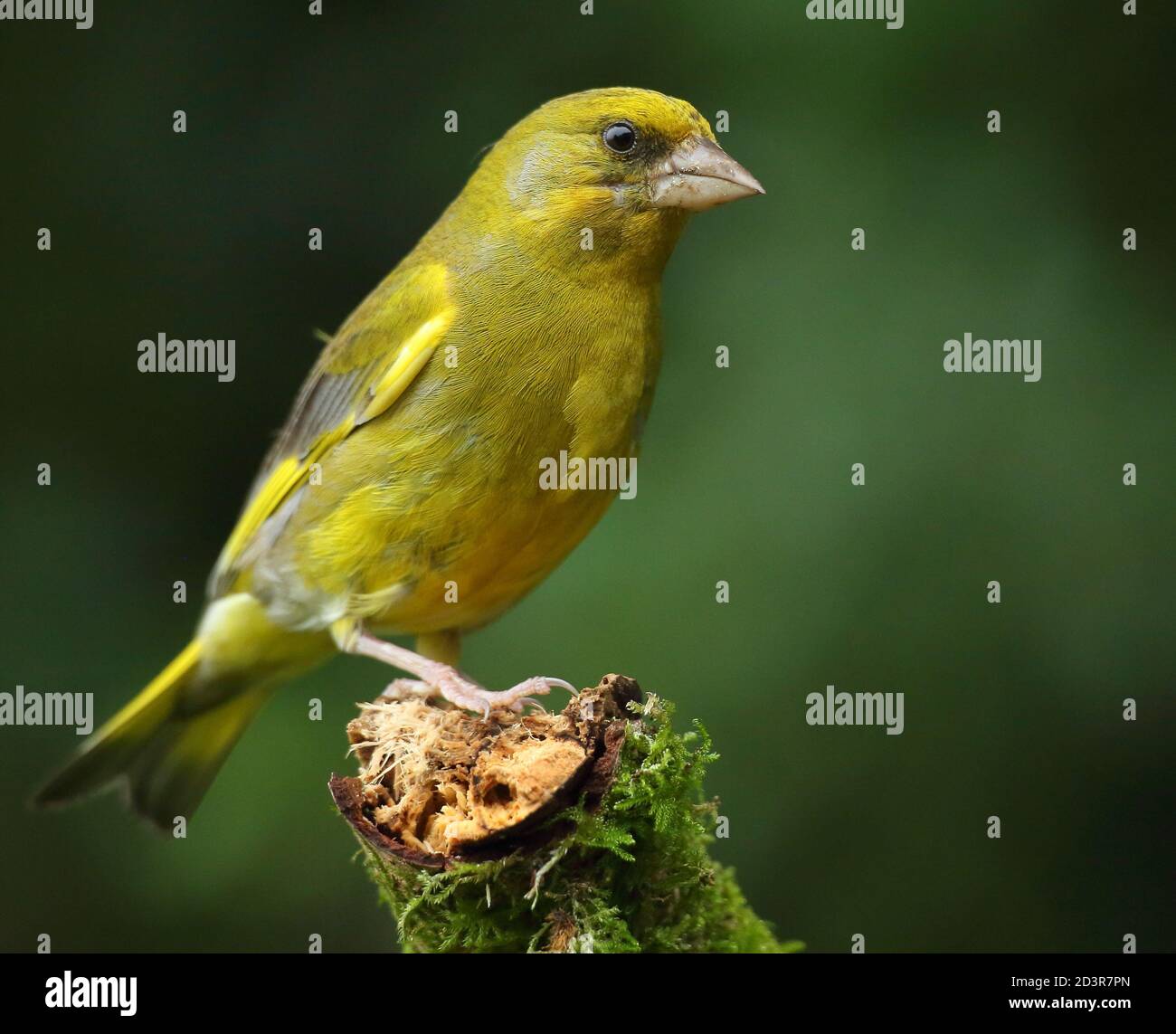 Adulte mâle européen Greefinch ( chloris chloris ) sur des mousses montrant un plumage lumineux et coloré, pays de Galles 2020 Banque D'Images