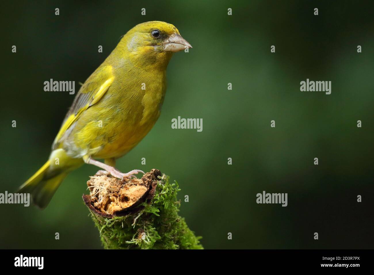 Adulte mâle européen Greefinch ( chloris chloris ) sur des mousses montrant un plumage lumineux et coloré, pays de Galles 2020 Banque D'Images