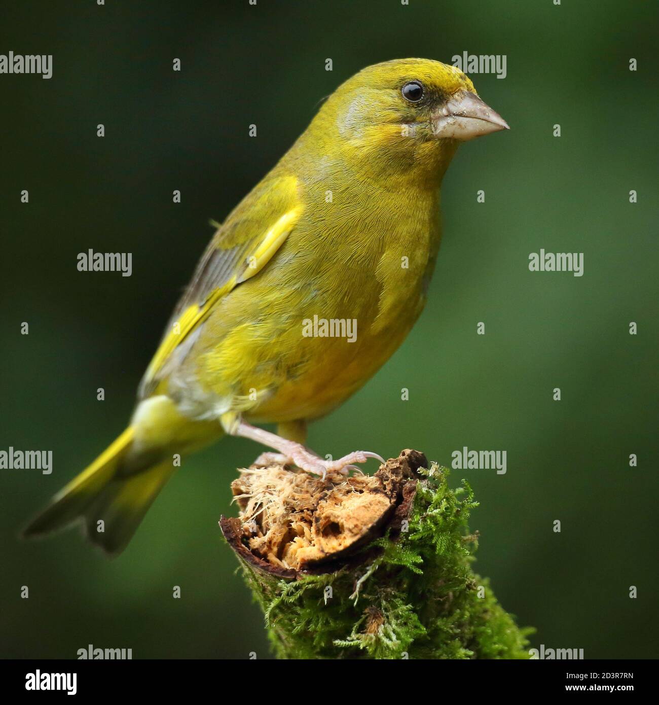 Adulte mâle européen Greefinch ( chloris chloris ) sur des mousses montrant un plumage lumineux et coloré, pays de Galles 2020 Banque D'Images