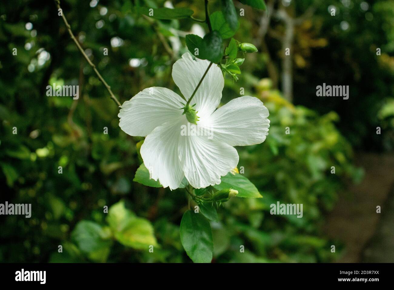 L'arrière de la fleur blanche de Joba ou de l'hibiscus Banque D'Images