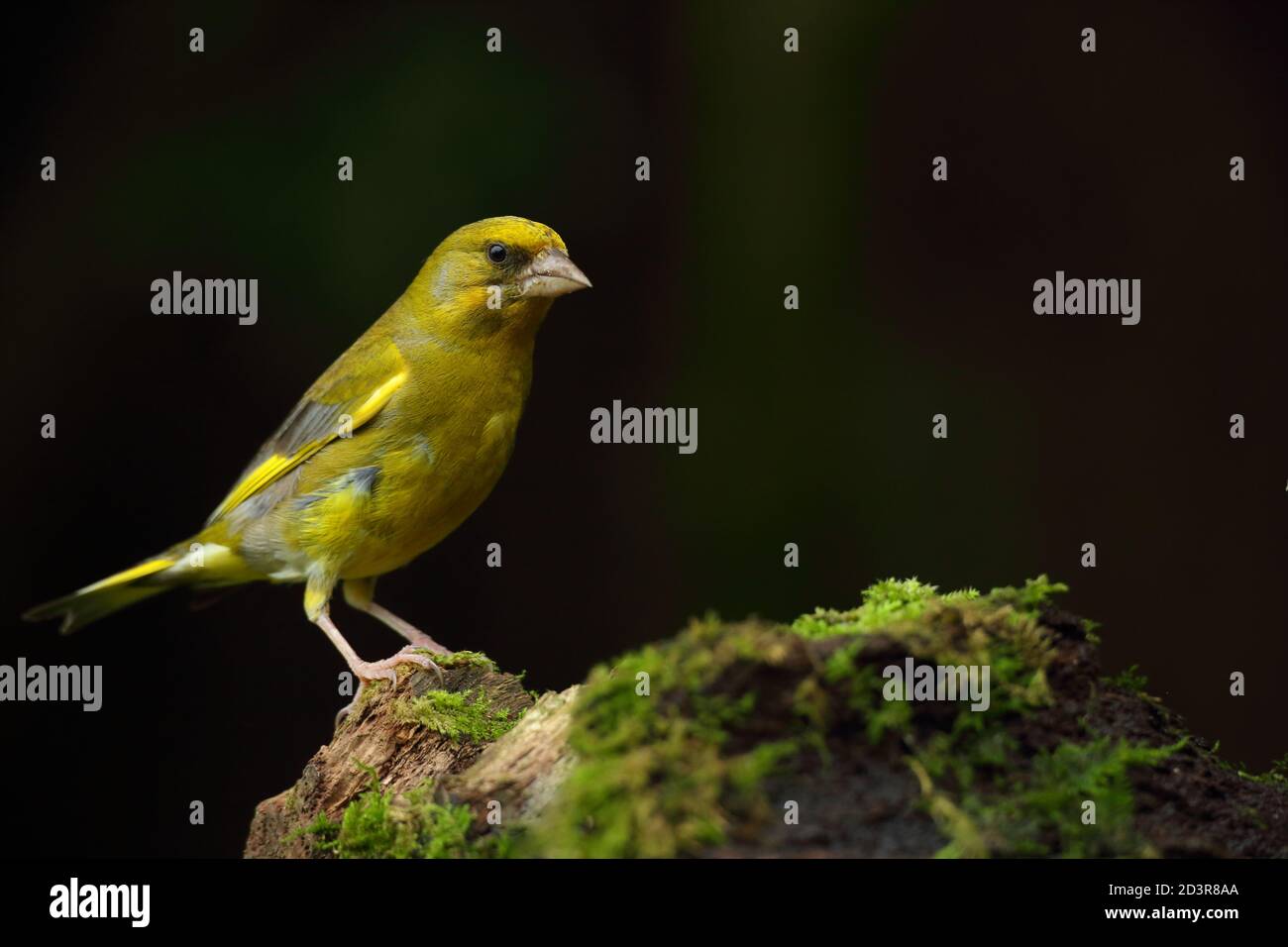 Adulte mâle européen Greefinch ( chloris chloris ) sur des mousses montrant un plumage lumineux et coloré, pays de Galles 2020 Banque D'Images
