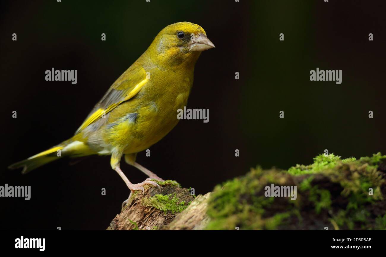 Adulte mâle européen Greefinch ( chloris chloris ) sur des mousses montrant un plumage lumineux et coloré, pays de Galles 2020 Banque D'Images