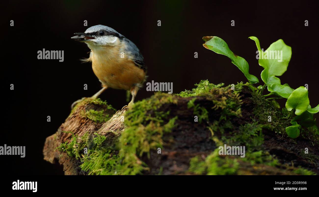 Portrait d'un Nuthatch eurasien ( Sitta Europaea ) à la recherche de noix dans les bois gallois. Prise près de Llanidloes, pays de Galles, en août 2020. Banque D'Images