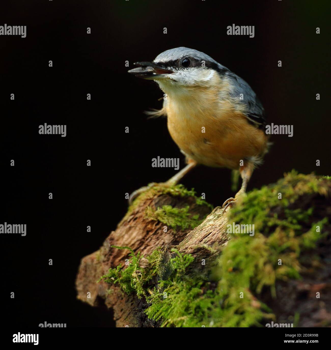 Portrait d'un Nuthatch eurasien ( Sitta Europaea ) à la recherche de noix dans les bois gallois. Prise près de Llanidloes, pays de Galles, en août 2020. Banque D'Images