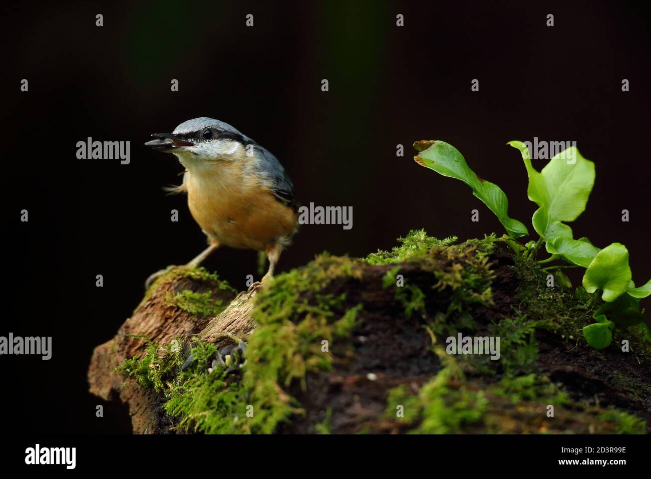 Portrait d'un Nuthatch eurasien ( Sitta Europaea ) à la recherche de noix dans les bois gallois. Prise près de Llanidloes, pays de Galles, en août 2020. Banque D'Images