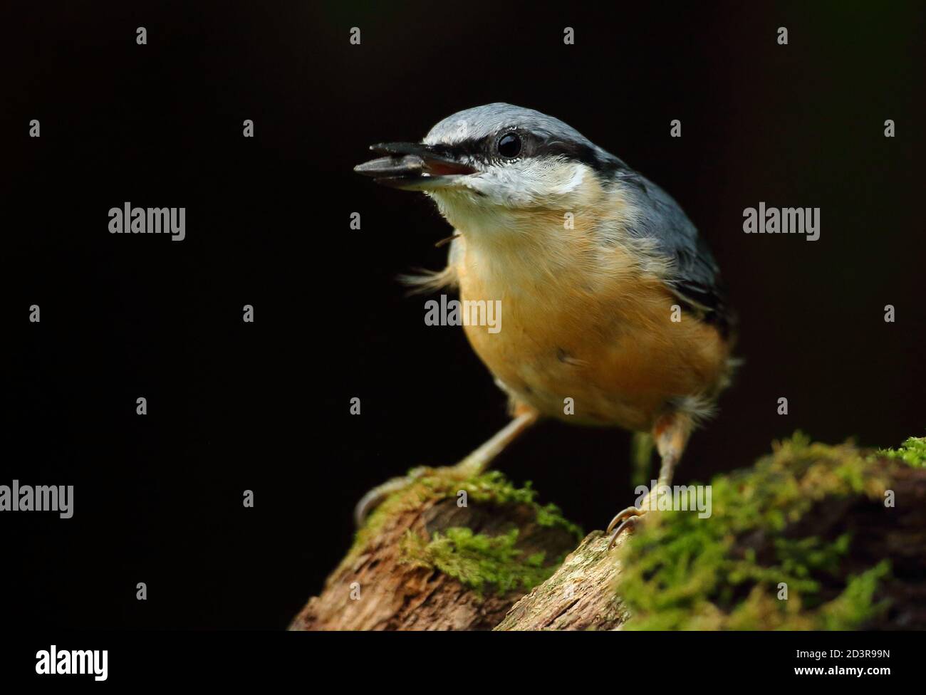 Portrait d'un Nuthatch eurasien ( Sitta Europaea ) à la recherche de noix dans les bois gallois. Prise près de Llanidloes, pays de Galles, en août 2020. Banque D'Images