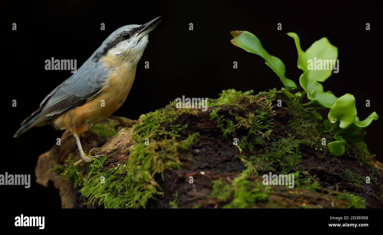 Portrait d'un Nuthatch eurasien ( Sitta Europaea ) à la recherche de noix dans les bois gallois. Prise près de Llanidloes, pays de Galles, en août 2020. Banque D'Images