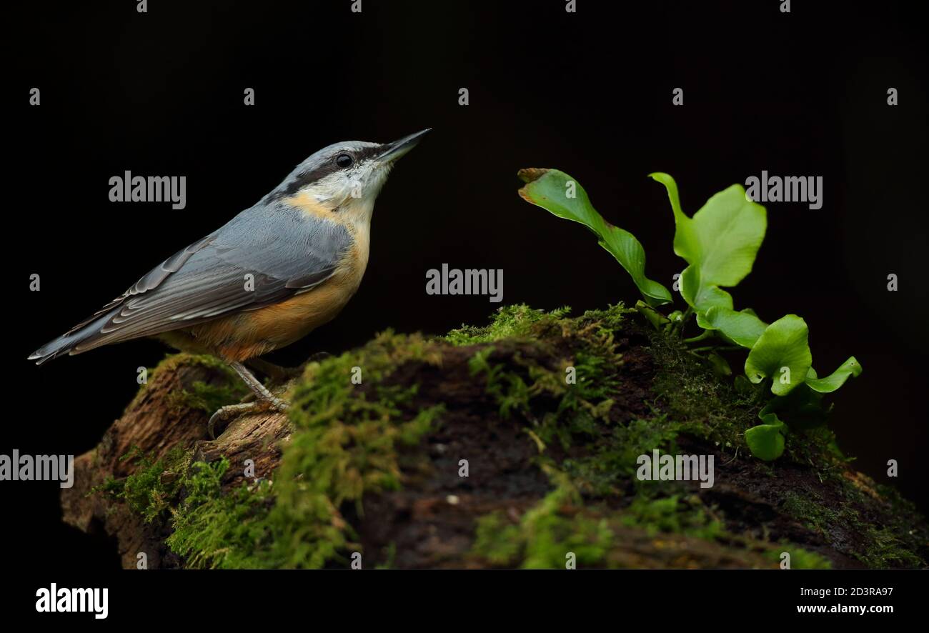 Portrait d'un Nuthatch eurasien ( Sitta Europaea ) à la recherche de noix dans les bois gallois. Prise près de Llanidloes, pays de Galles, en août 2020. Banque D'Images
