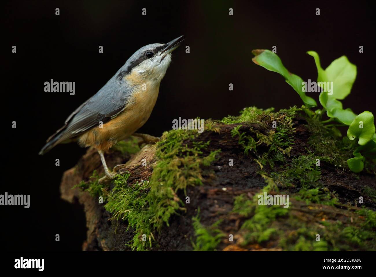 Portrait d'un Nuthatch eurasien ( Sitta Europaea ) à la recherche de noix dans les bois gallois. Prise près de Llanidloes, pays de Galles, en août 2020. Banque D'Images