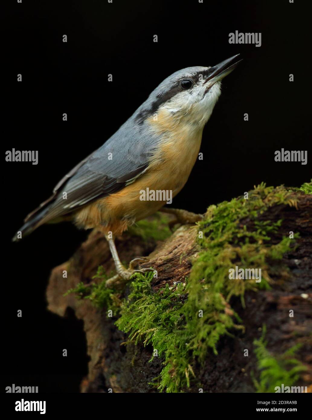 Portrait d'un Nuthatch eurasien ( Sitta Europaea ) à la recherche de noix dans les bois gallois. Prise près de Llanidloes, pays de Galles, en août 2020. Banque D'Images