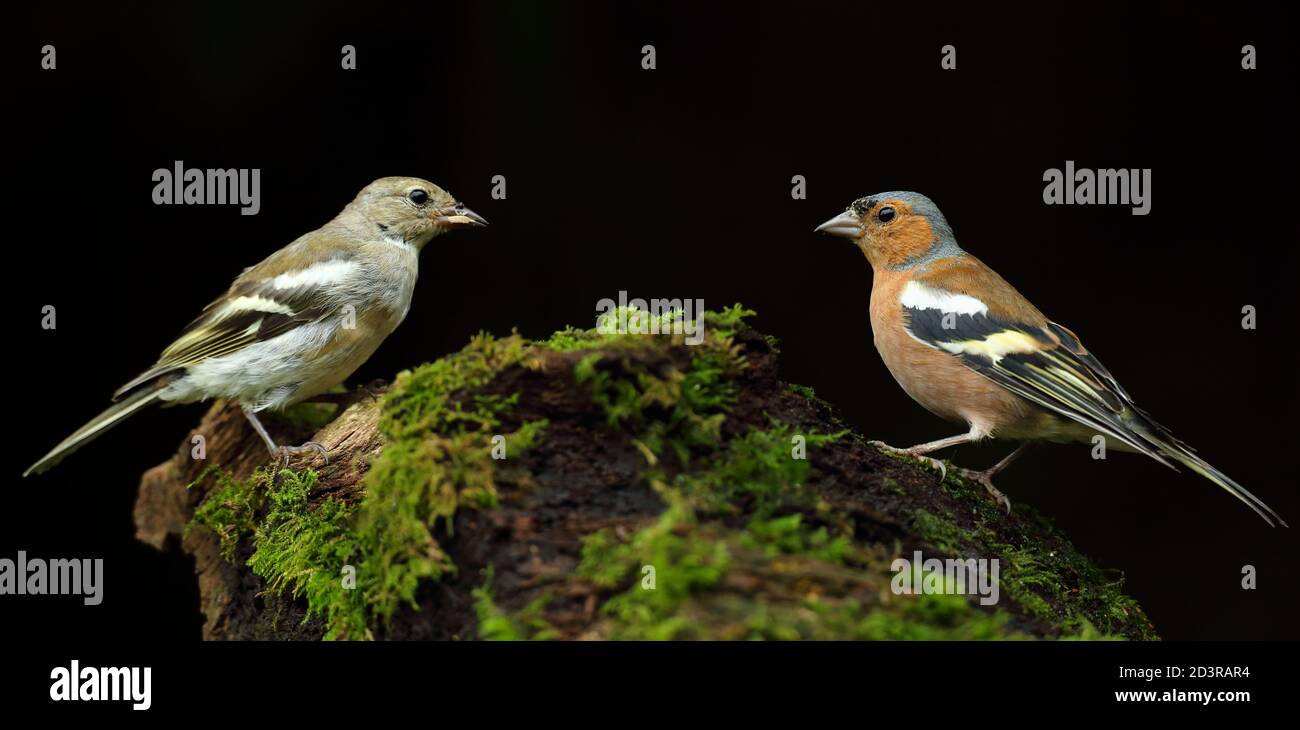Chaffinch femelle ( Fringilla coelebs ) dans un habitat typique des bois, pris au pays de Galles 2020. Banque D'Images