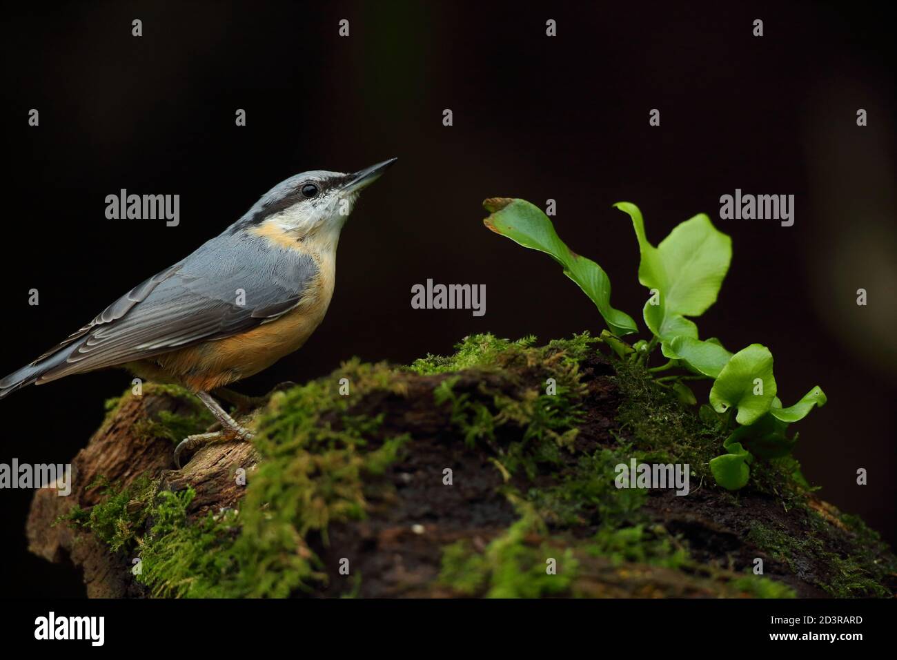 Portrait d'un Nuthatch eurasien ( Sitta Europaea ) à la recherche de noix dans les bois gallois. Prise près de Llanidloes, pays de Galles, en août 2020. Banque D'Images