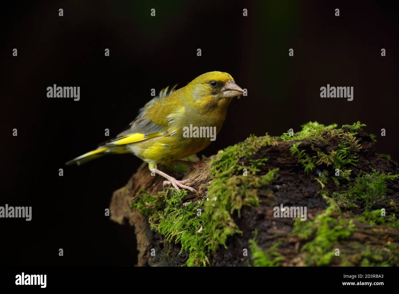 Adulte mâle européen Greefinch ( chloris chloris ) sur des mousses montrant un plumage lumineux et coloré, pays de Galles 2020 Banque D'Images
