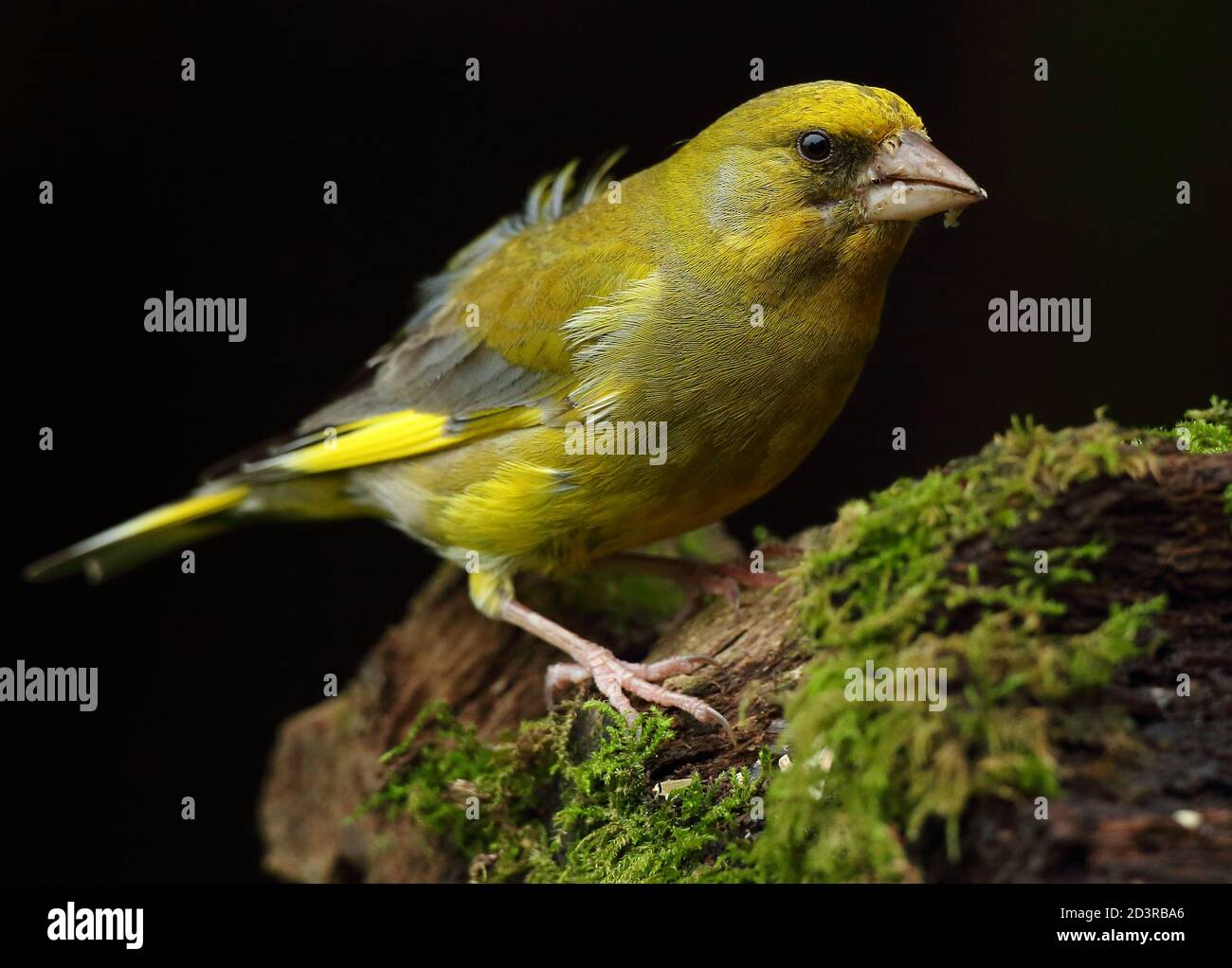 Adulte mâle européen Greefinch ( chloris chloris ) sur des mousses montrant un plumage lumineux et coloré, pays de Galles 2020 Banque D'Images