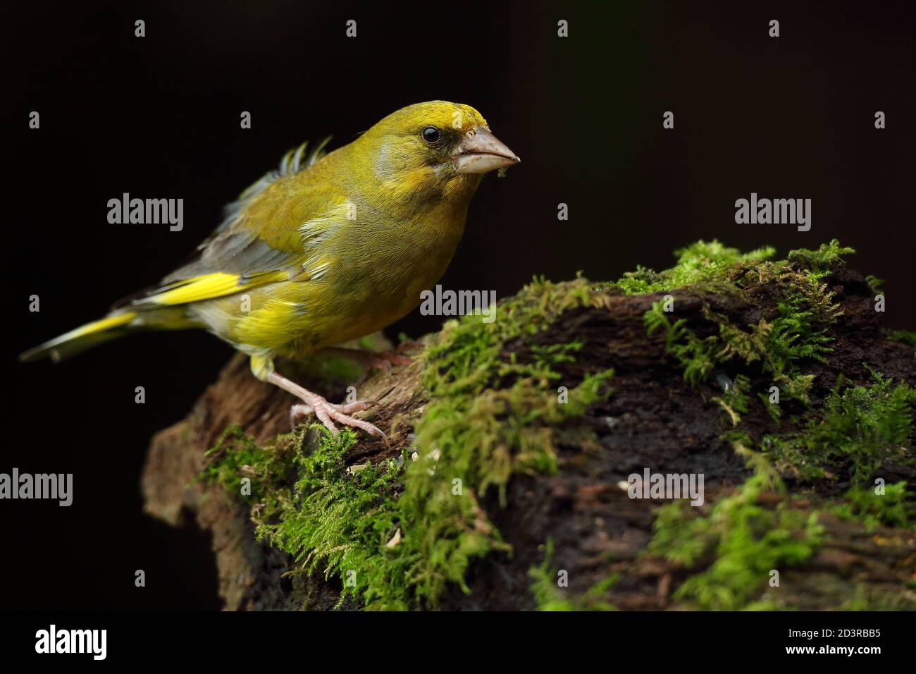 Adulte mâle européen Greefinch ( chloris chloris ) sur des mousses montrant un plumage lumineux et coloré, pays de Galles 2020 Banque D'Images