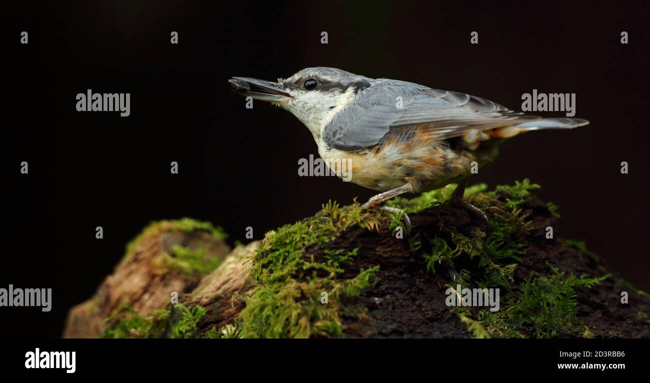 Portrait d'un Nuthatch eurasien ( Sitta Europaea ) à la recherche de noix dans les bois gallois. Prise près de Llanidloes, pays de Galles, en août 2020. Banque D'Images