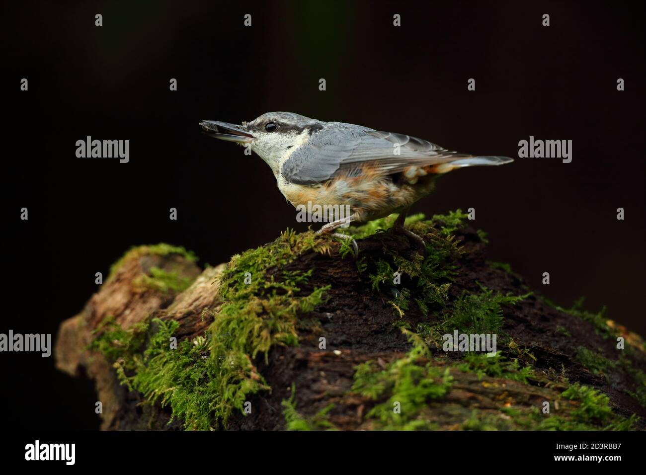 Portrait d'un Nuthatch eurasien ( Sitta Europaea ) à la recherche de noix dans les bois gallois. Prise près de Llanidloes, pays de Galles, en août 2020. Banque D'Images