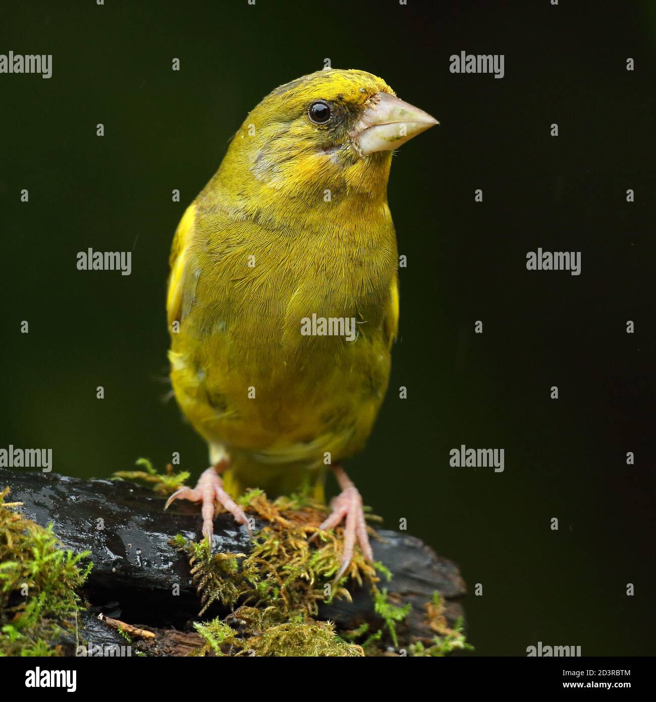 Adulte mâle européen Greefinch ( chloris chloris ) sur des mousses montrant un plumage lumineux et coloré, pays de Galles 2020 Banque D'Images