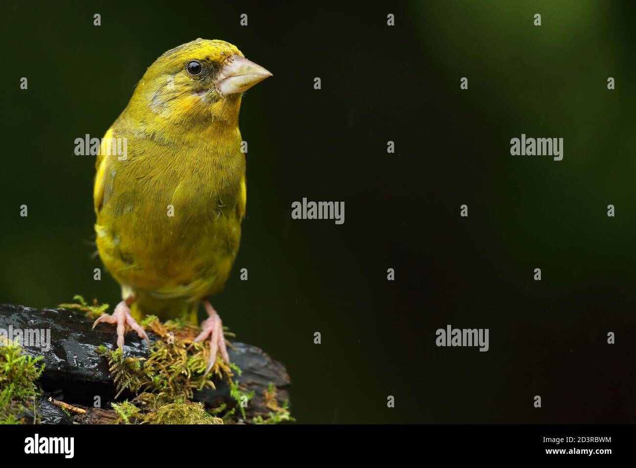 Adulte mâle européen Greefinch ( chloris chloris ) sur des mousses montrant un plumage lumineux et coloré, pays de Galles 2020 Banque D'Images