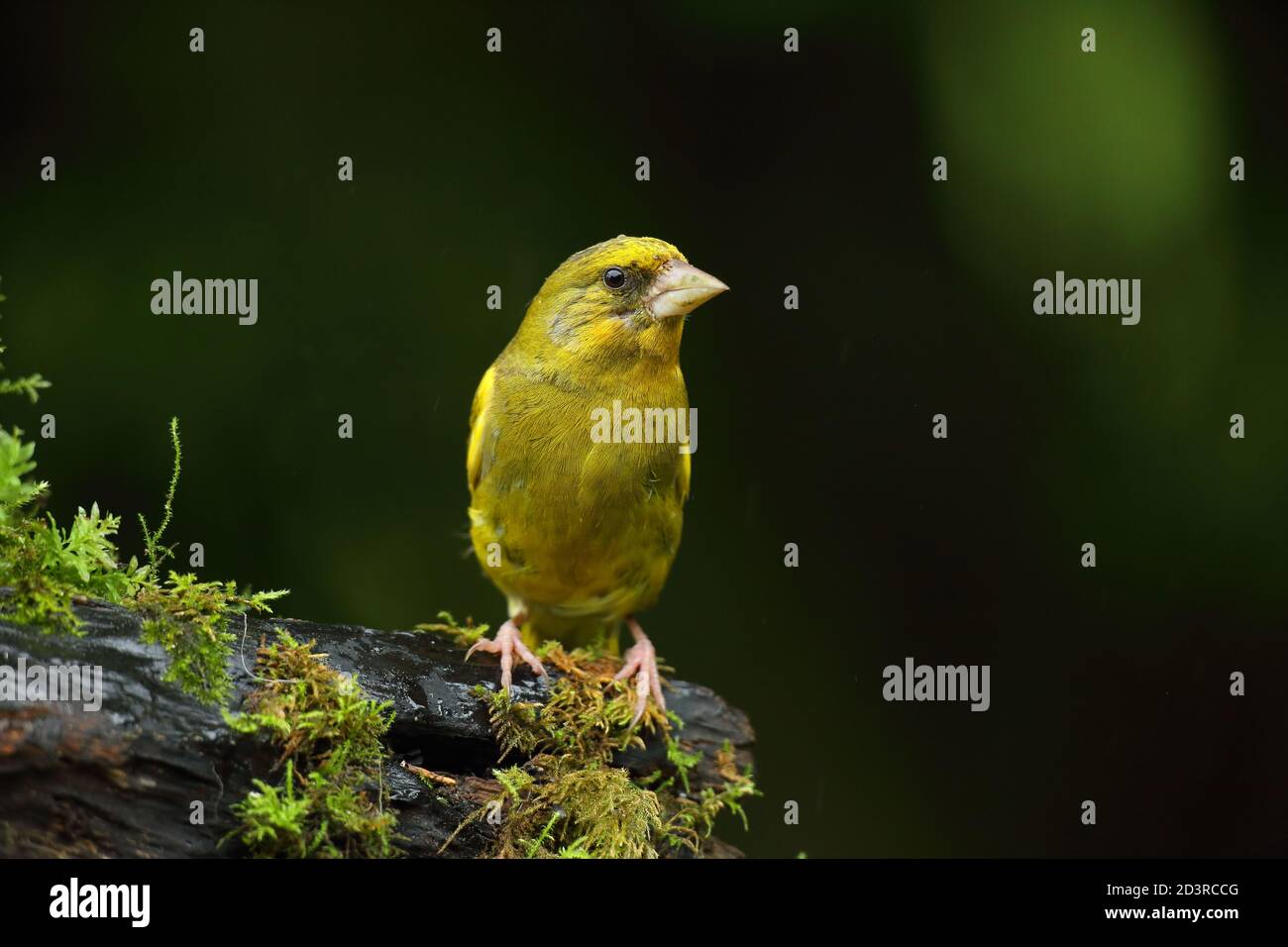 Adulte mâle européen Greefinch ( chloris chloris ) sur des mousses montrant un plumage lumineux et coloré, pays de Galles 2020 Banque D'Images
