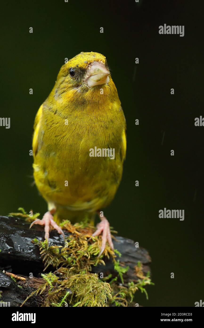 Adulte mâle européen Greefinch ( chloris chloris ) sur des mousses montrant un plumage lumineux et coloré, pays de Galles 2020 Banque D'Images