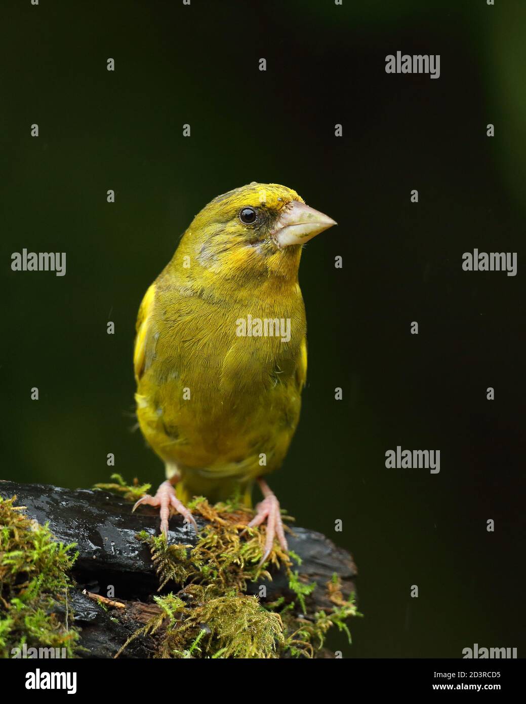 Adulte mâle européen Greefinch ( chloris chloris ) sur des mousses montrant un plumage lumineux et coloré, pays de Galles 2020 Banque D'Images