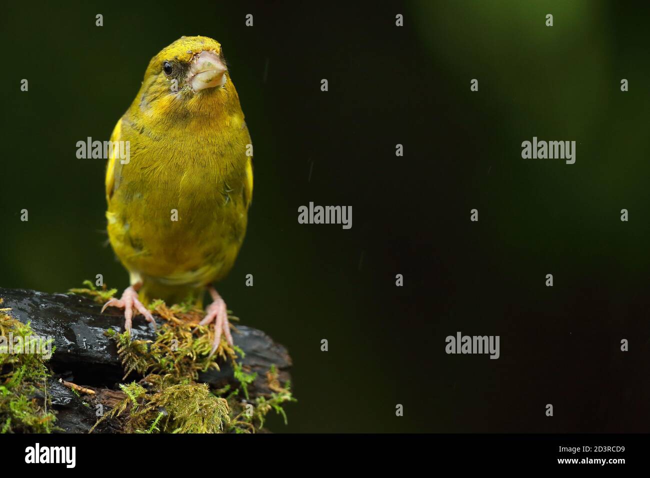 Adulte mâle européen Greefinch ( chloris chloris ) sur des mousses montrant un plumage lumineux et coloré, pays de Galles 2020 Banque D'Images