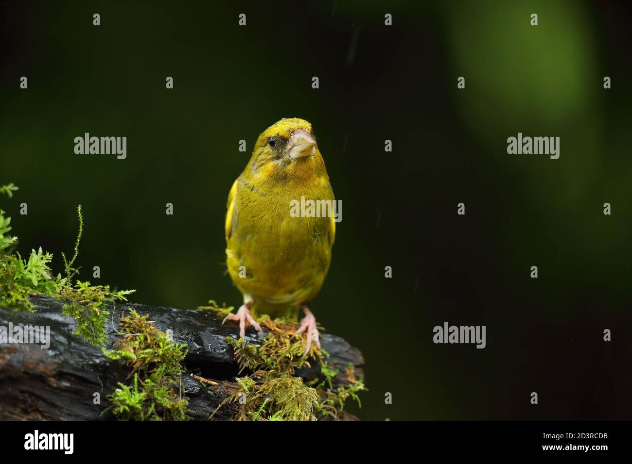 Adulte mâle européen Greefinch ( chloris chloris ) sur des mousses montrant un plumage lumineux et coloré, pays de Galles 2020 Banque D'Images