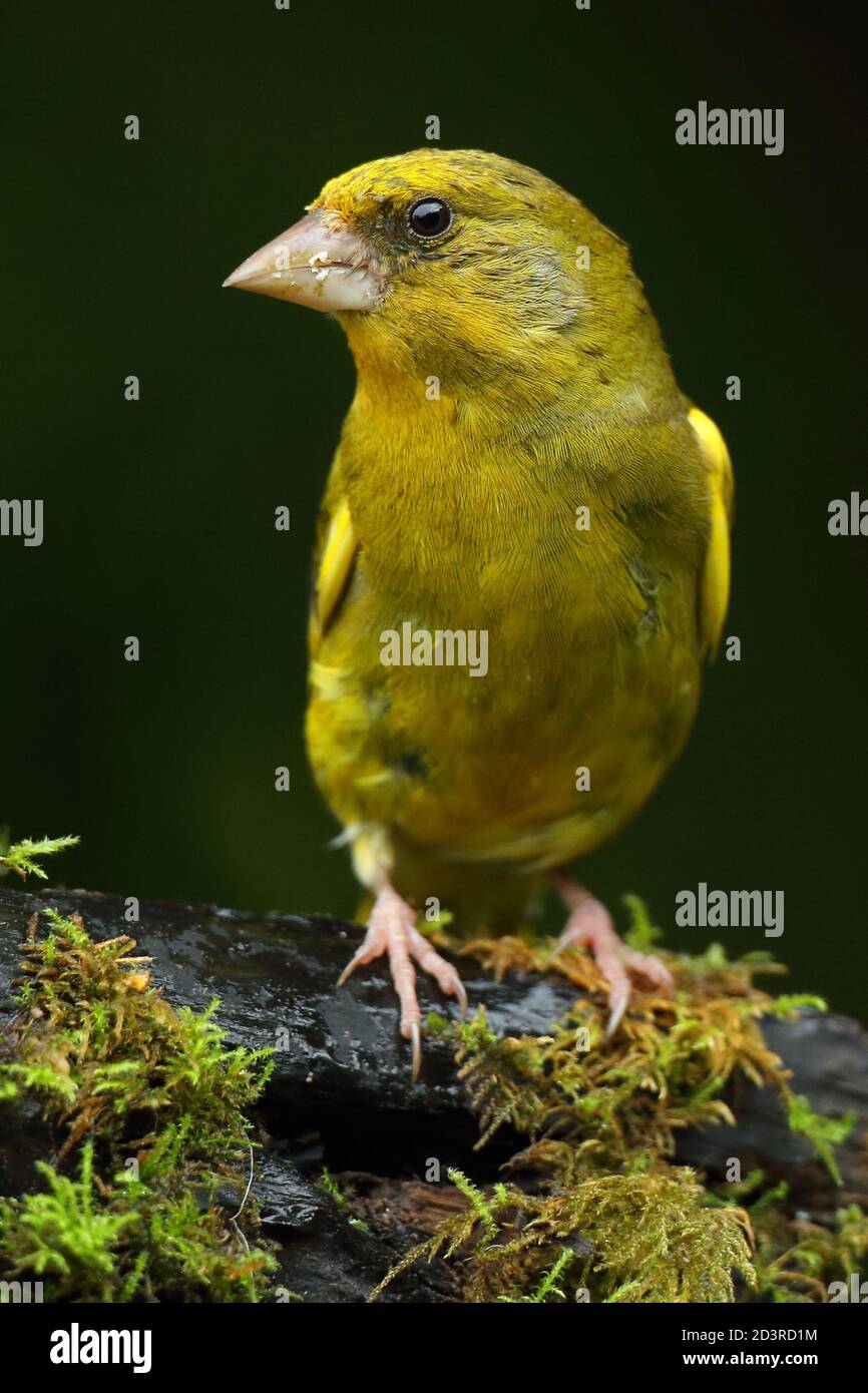 Adulte mâle européen Greefinch ( chloris chloris ) sur des mousses montrant un plumage lumineux et coloré, pays de Galles 2020 Banque D'Images