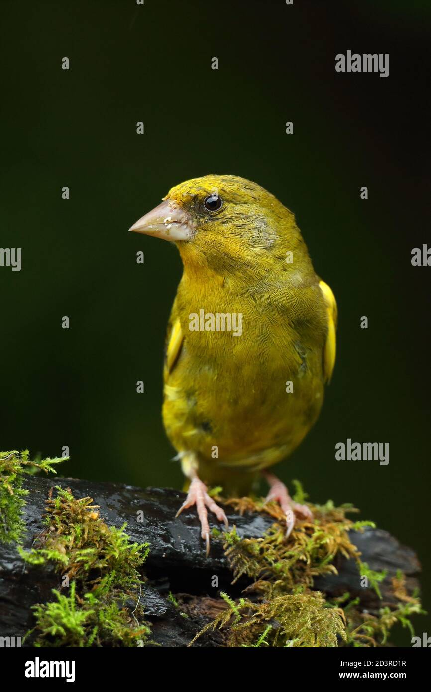 Adulte mâle européen Greefinch ( chloris chloris ) sur des mousses montrant un plumage lumineux et coloré, pays de Galles 2020 Banque D'Images