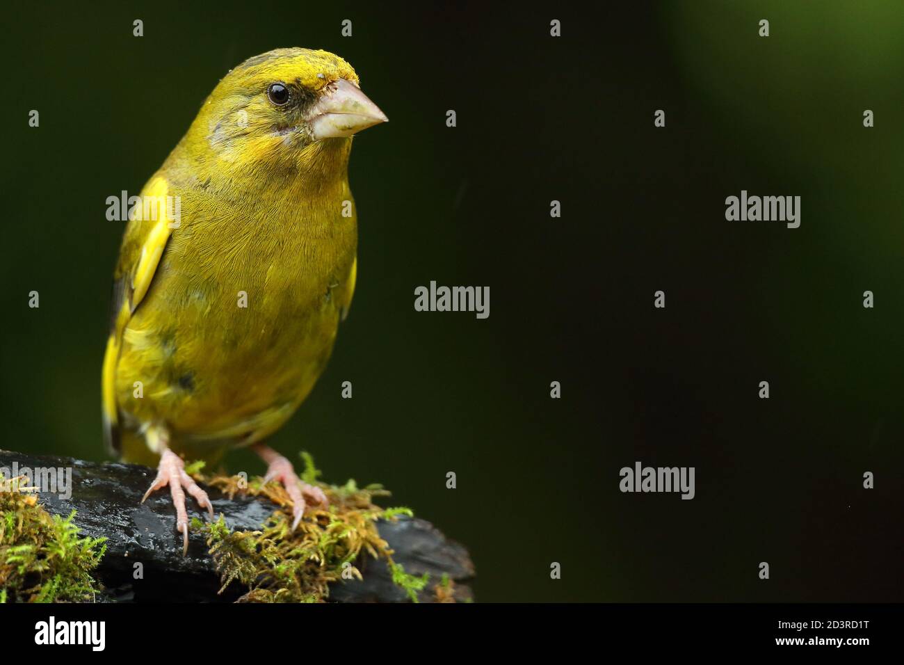 Adulte mâle européen Greefinch ( chloris chloris ) sur des mousses montrant un plumage lumineux et coloré, pays de Galles 2020 Banque D'Images