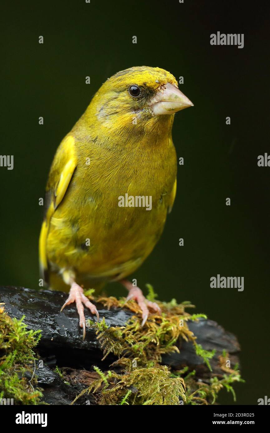 Adulte mâle européen Greefinch ( chloris chloris ) sur des mousses montrant un plumage lumineux et coloré, pays de Galles 2020 Banque D'Images