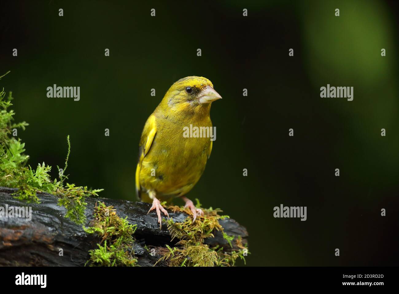 Adulte mâle européen Greefinch ( chloris chloris ) sur des mousses montrant un plumage lumineux et coloré, pays de Galles 2020 Banque D'Images
