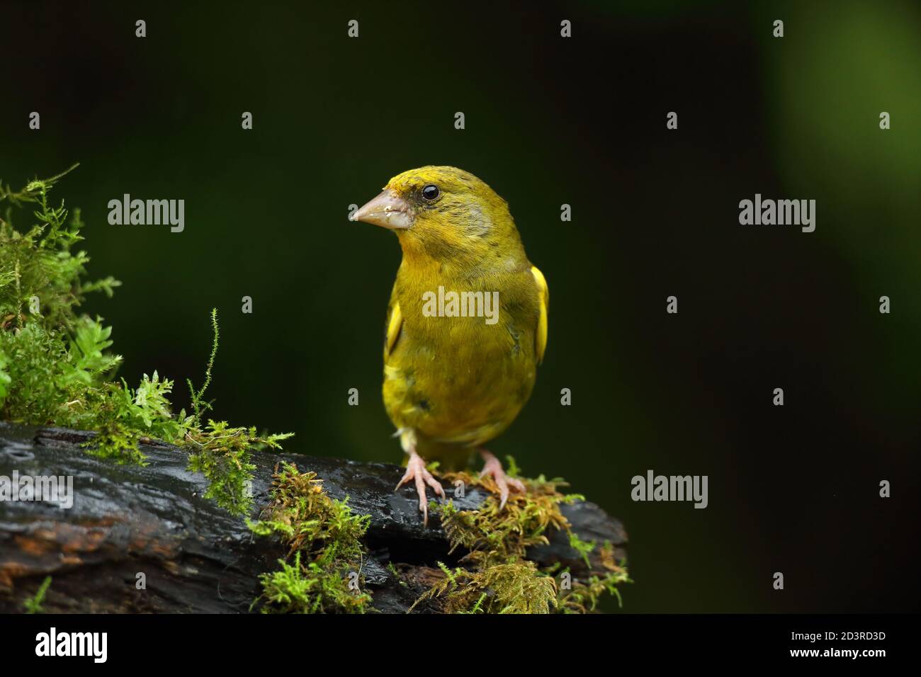 Adulte mâle européen Greefinch ( chloris chloris ) sur des mousses montrant un plumage lumineux et coloré, pays de Galles 2020 Banque D'Images