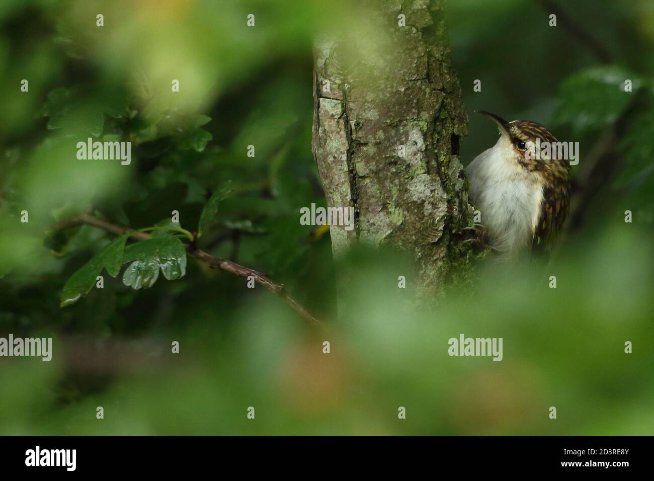 Un oiseau de Treecreeper eurasien ( Certhia familiaris ) sur branche avec un premier plan verdoyant, montrant le bec et le plumage. Prise au pays de Galles 2020. Banque D'Images