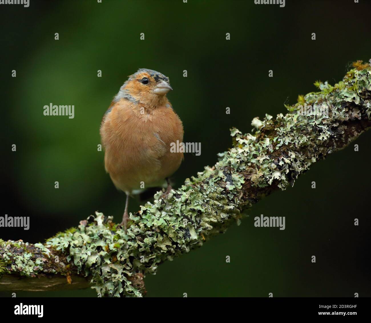 Plumage d'été masculin Chaffinch commun ( Fringilla coelebs ) Sur la branche lichen et mossy du pays de Galles 2020 Banque D'Images