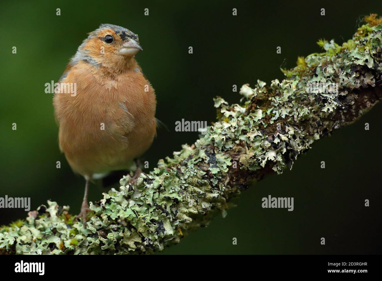 Plumage d'été masculin Chaffinch commun ( Fringilla coelebs ) Sur la branche lichen et mossy du pays de Galles 2020 Banque D'Images