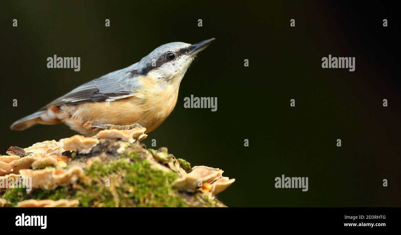 Portrait d'un Nuthatch eurasien ( Sitta Europaea ) à la recherche de noix dans les bois gallois. Prise près de Llanidloes, pays de Galles, en août 2020. Banque D'Images