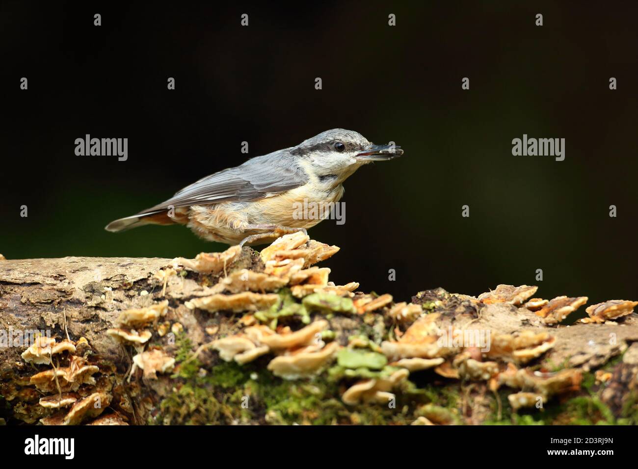 Portrait d'un Nuthatch eurasien ( Sitta Europaea ) à la recherche de noix dans les bois gallois. Prise près de Llanidloes, pays de Galles, en août 2020. Banque D'Images