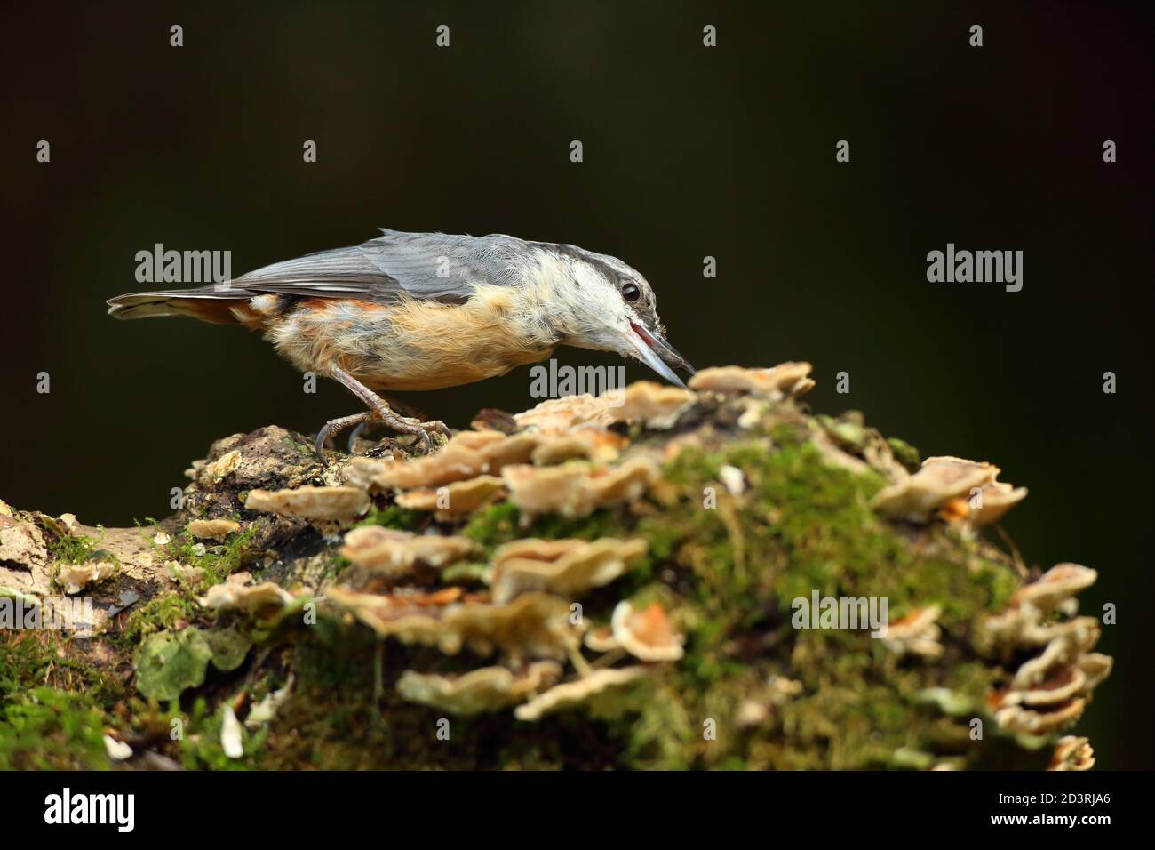Portrait d'un Nuthatch eurasien ( Sitta Europaea ) à la recherche de noix dans les bois gallois. Prise près de Llanidloes, pays de Galles, en août 2020. Banque D'Images