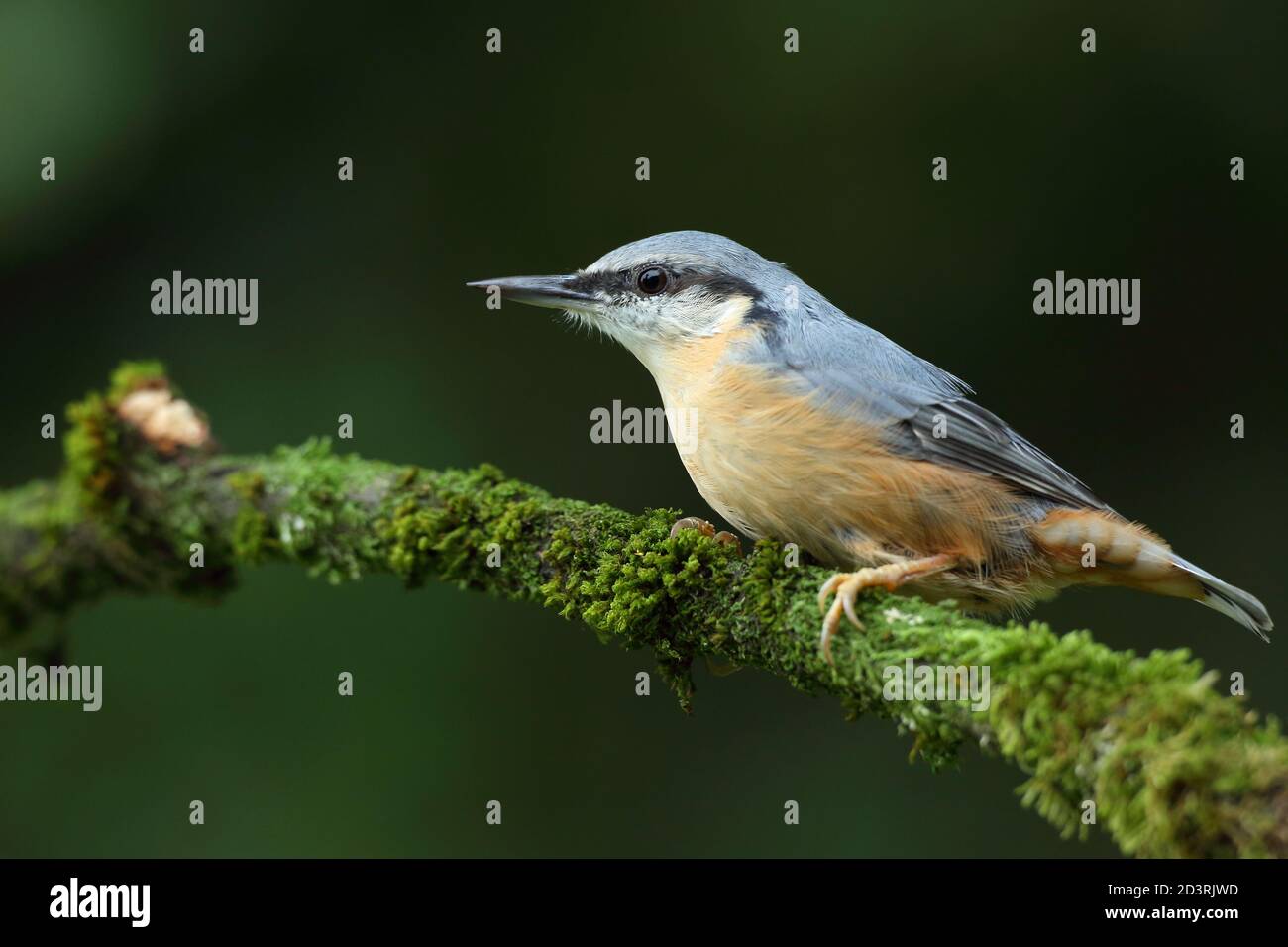 Portrait d'un Nuthatch eurasien ( Sitta Europaea ) à la recherche de noix dans les bois gallois. Prise près de Llanidloes, pays de Galles, en août 2020. Banque D'Images