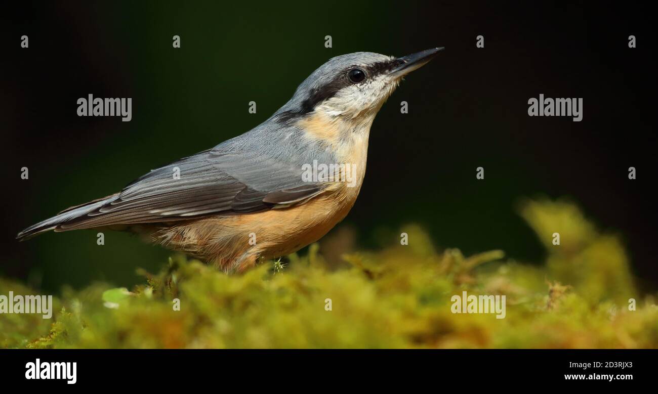 Portrait d'un Nuthatch eurasien ( Sitta Europaea ) à la recherche de noix dans les bois gallois. Prise près de Llanidloes, pays de Galles, en août 2020. Banque D'Images