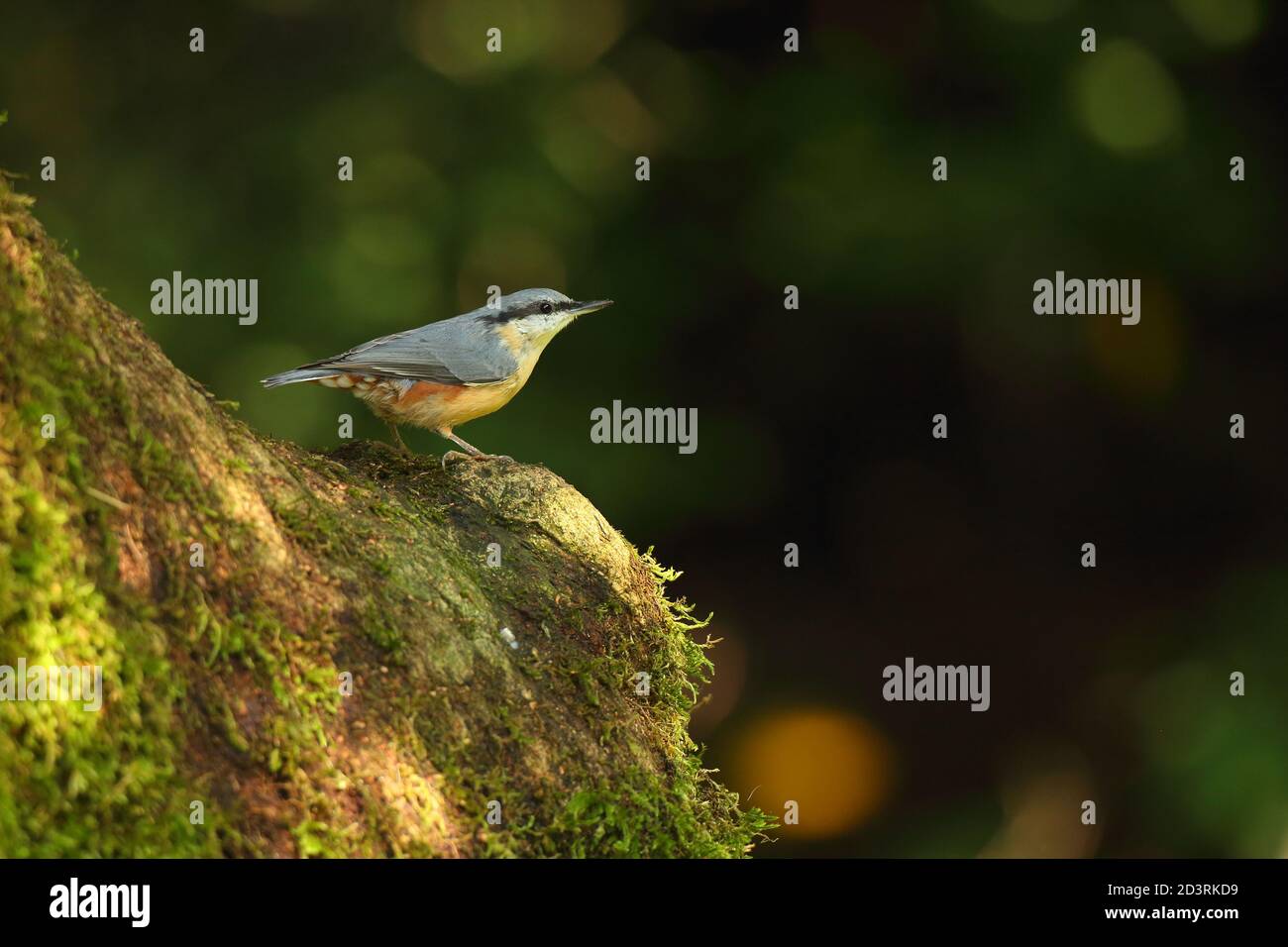 Portrait d'un Nuthatch eurasien ( Sitta Europaea ) à la recherche de noix dans les bois gallois. Prise près de Llanidloes, pays de Galles, en août 2020. Banque D'Images