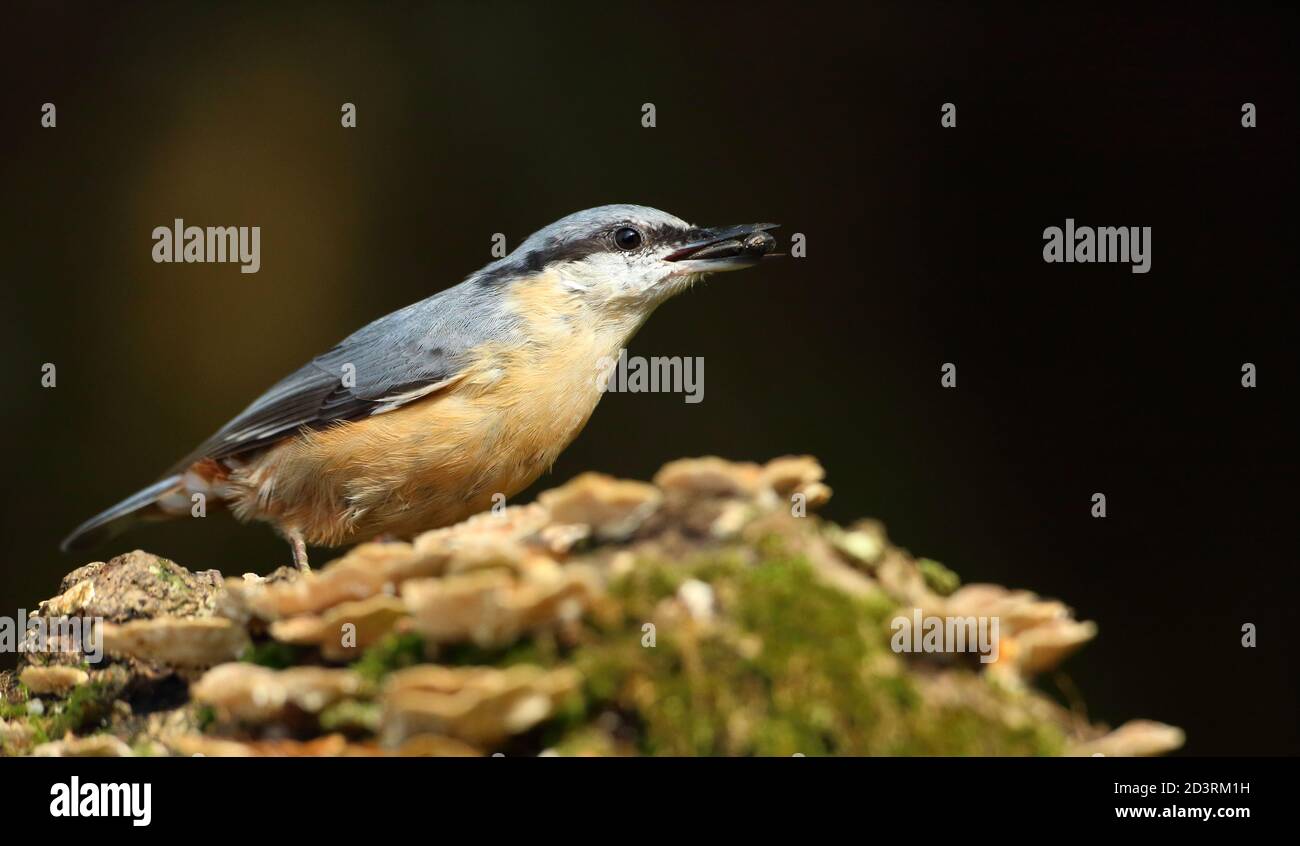 Portrait d'un Nuthatch eurasien ( Sitta Europaea ) à la recherche de noix dans les bois gallois. Prise près de Llanidloes, pays de Galles, en août 2020. Banque D'Images