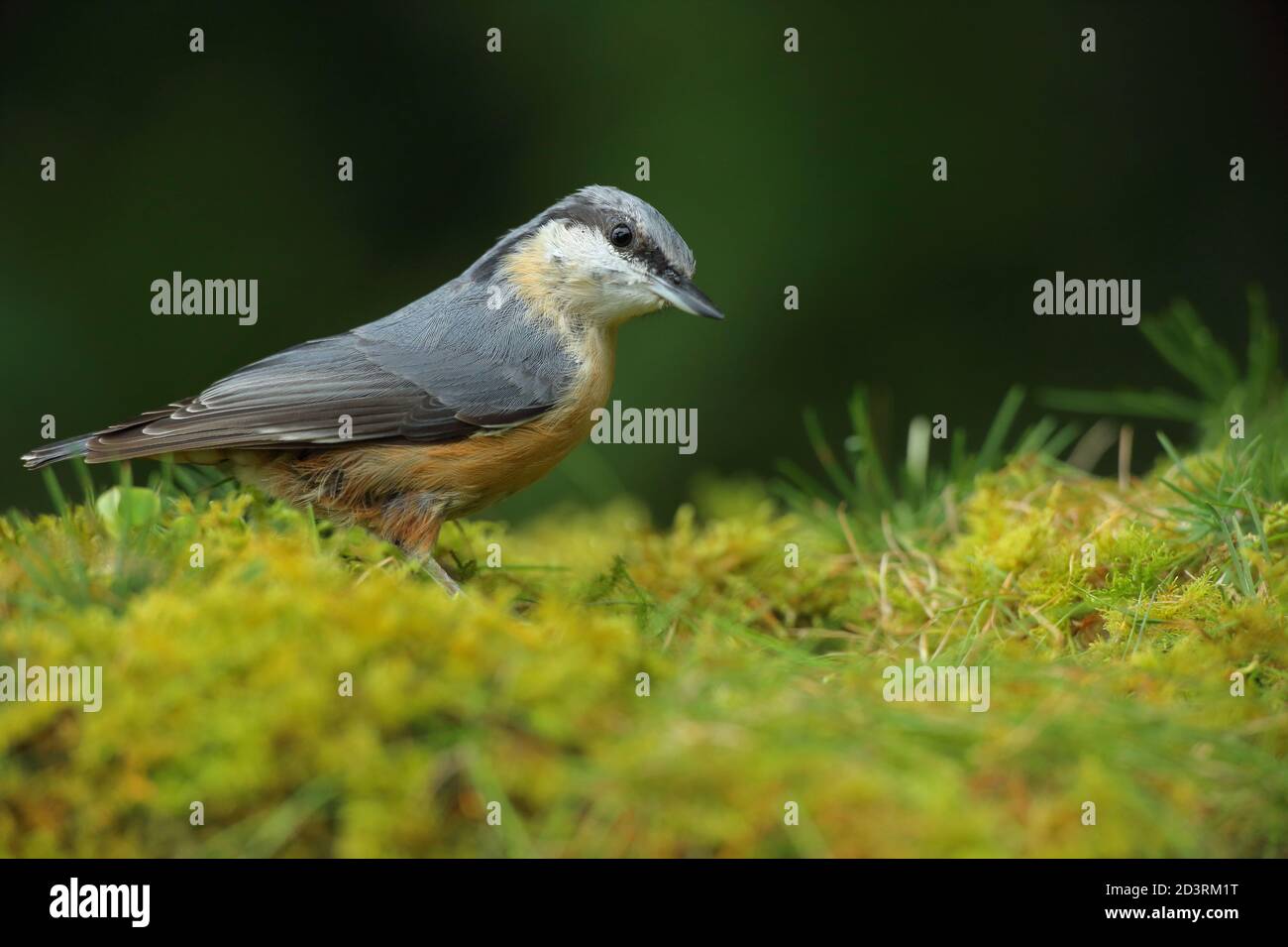 Portrait d'un Nuthatch eurasien ( Sitta Europaea ) à la recherche de noix dans les bois gallois. Prise près de Llanidloes, pays de Galles, en août 2020. Banque D'Images