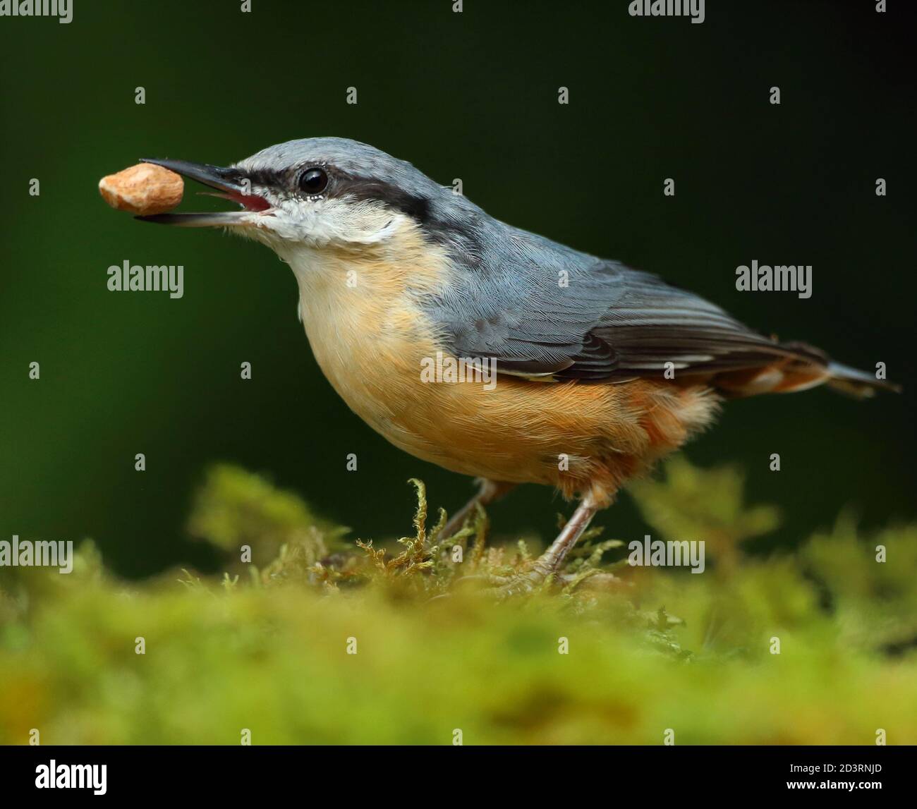 Portrait d'un Nuthatch eurasien ( Sitta Europaea ) à la recherche de noix dans les bois gallois. Prise près de Llanidloes, pays de Galles, en août 2020. Banque D'Images